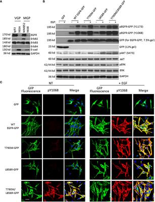 Deciphering the molecular mechanism of enhanced tumor activity of the EGFR variant T790M/L858R using melanoma cell lines